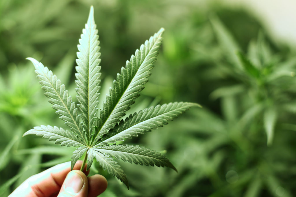 Licensing and Its Effect on Utah's Medical Marijuana Program