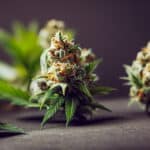 Cannabis Regulation in Utah Helps Keep Patients Safe